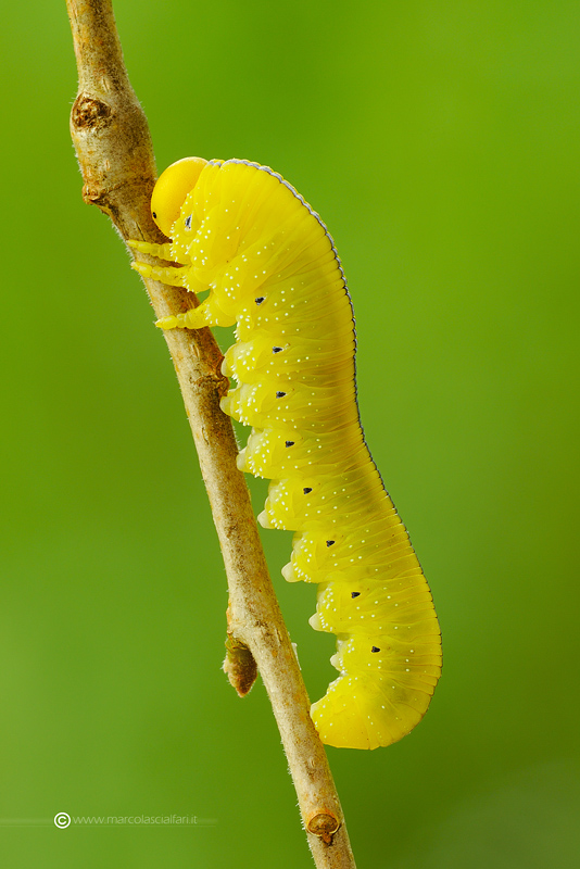 Bruco (larva di Tenthredinidae) giallo